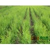 河北省保定市万亩苗圃-企业官网，大量出售一年生榆树小苗