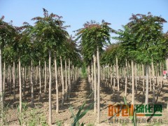 保定苗木网|河北保定苗木基地|保定苗木价格|保定苗木图1