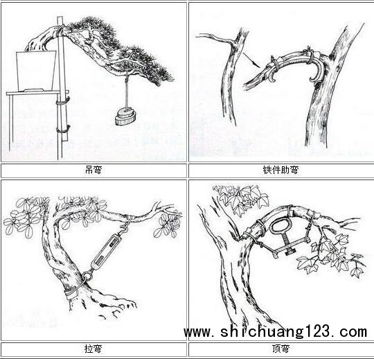 你给你家的盆景造型了吗?这几种方法让盆景“整容”