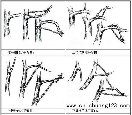 你给你家的盆景造型了吗?这几种方法让盆景“整容”