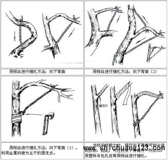你给你家的盆景造型了吗?这几种方法让盆景“整容”
