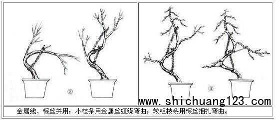 你给你家的盆景造型了吗?这几种方法让盆景“整容”