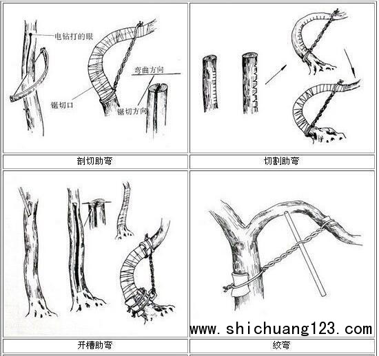 你给你家的盆景造型了吗?这几种方法让盆景“整容”