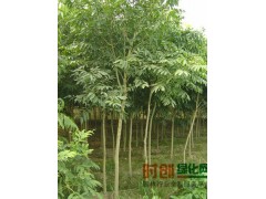 上海无患子价格_上海无患子采购/批发_上海无患子种植图1