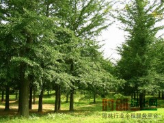 银杏_江苏银杏树价格_山东银杏树_邳州益友银杏苗圃场图2