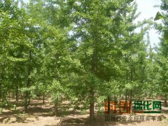 银杏树苗价格_银杏树价格_银杏苗价格邳州益友银杏苗圃场图1