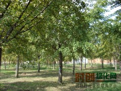 江苏银杏基地,银杏树,银杏树价格,山东银杏基地,银杏基地图1
