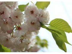 樱花树价格，樱花价格更新，樱花树报价参考图1