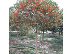 金华状元红桂花-金华桂花/金球桂/状元红-桂花苗木图1