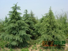 上海苗木批发基地-上海苗圃批发-怡辉绿化养护有限公司图1