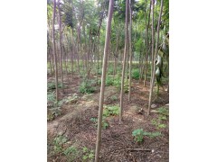 供应火炬树，火炬树小苗，河北火炬树价格表，火炬树销售批发图1