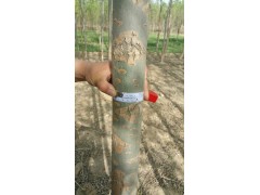 旱柳供应，河北旱柳销售，旱柳图片，优质旱柳图1