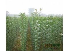 浙江大叶女贞|浙江广玉兰|浙江桂花 - 浙江大叶女贞图2