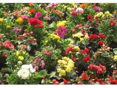 高杆茶花-浙江高杆茶花出售、价格、基地图1