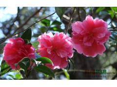 高杆茶花-浙江高杆茶花出售、价格、基地图2