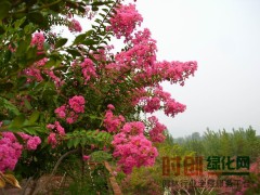 直销大花紫薇，大量供应大花紫薇，优质大叶紫薇，百日红图1
