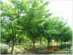 工程绿化苗木直销 鸡爪槭树苗 规格齐全 鸡爪槭小苗图1