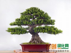 批发湖南造型罗汉松 室内盆栽造型景观罗汉松树苗图1