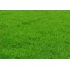 马尼拉草坪，草坪土层厚，耐旱耐修剪｜草坪价格