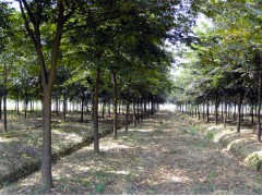 沭阳花木网_沭阳苗木网_苗木求购信息_苗木供应信息图1
