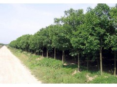 沭阳花木网_沭阳苗木网_苗木求购信息_苗木供应信息图2