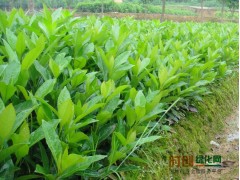 沭阳苗木网|宿迁苗木网|沭阳苗木价格|沭阳苗木图1