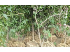 沭阳苗木网|宿迁苗木网|沭阳苗木价格|沭阳苗木图2