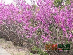 沭阳苗木网|宿迁苗木网|沭阳苗木价格|沭阳苗木图3