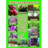 出售接穗：新品种彩叶树，红叶稠李，北美海棠，果树苗的大量接穗