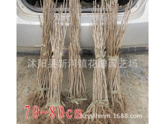 绿化苗木 银杏树苗盆栽 白果苗果树苗 银杏树苗批发图3