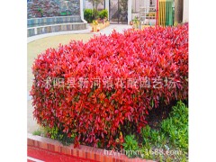 红叶石楠工程苗图3