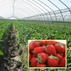 【厂家直销】蔬菜大棚 葡萄大棚 草莓大棚 GP-725