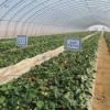 厂家直销】蔬菜瓜果温室大棚管 优质大跨度双管大棚及配件