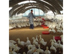 无锡【厂家直销】养殖大棚 养鸡大棚 养鹅大棚 养猪大棚图3