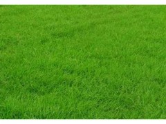 供应护坡草坪 中华结缕草 马尼拉草坪 百慕大/狗牙根草坪图1