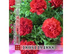 香石竹康乃馨销售 多种草花 货真价实 成活率高 康乃馨价格图1