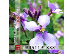 草花种子批发 二月兰种子销售 诸葛菜种子 二月兰种子图1