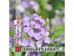 草花种子批发 二月兰种子销售 诸葛菜种子 二月兰种子图3