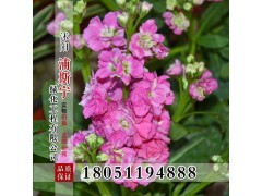 紫罗兰种子图2