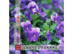 紫罗兰种子图3