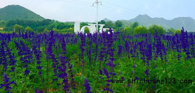 北京首条花卉特色旅游线路正式发布