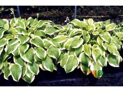 宿根花卉批发，宿根花卉，宿根花卉基地常年供应｜草花图1