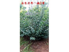 供应丛生忍冬，高1米忍冬，吉林忍冬销售，优质丛生忍冬价格图1