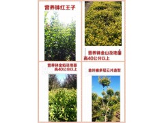 营养钵红王子，金山及地苗，金焰及地苗，金叶榆多层云片造型图1