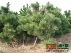 青岛苗木_青岛绿化苗木_8月青岛苗木价格_青岛苗木网图3