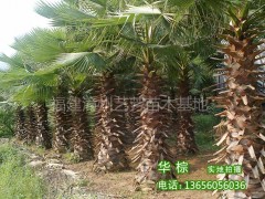 华盛顿棕榈图1