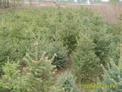 吉林苗木_吉林苗木基地_8月吉林绿化苗木价格_苗木求购图2