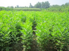 惠民县利源景观苗木 专供耐盐碱大乔木 白蜡 速生白蜡图2