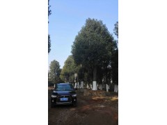 18-60公分骨架移栽香樟 益阳市永隆苗木基地 电仪图2