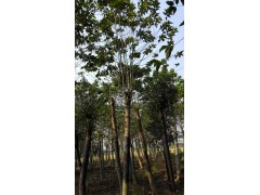 供应15-20公分喜树,湖南益阳喜树价格表，优质喜树销售基地图3